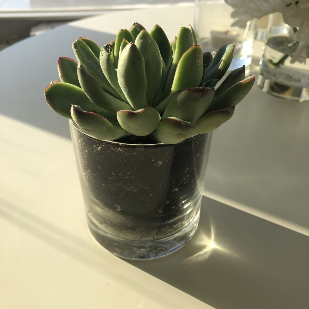 How To Repurpose Your Glass Candle Vessels